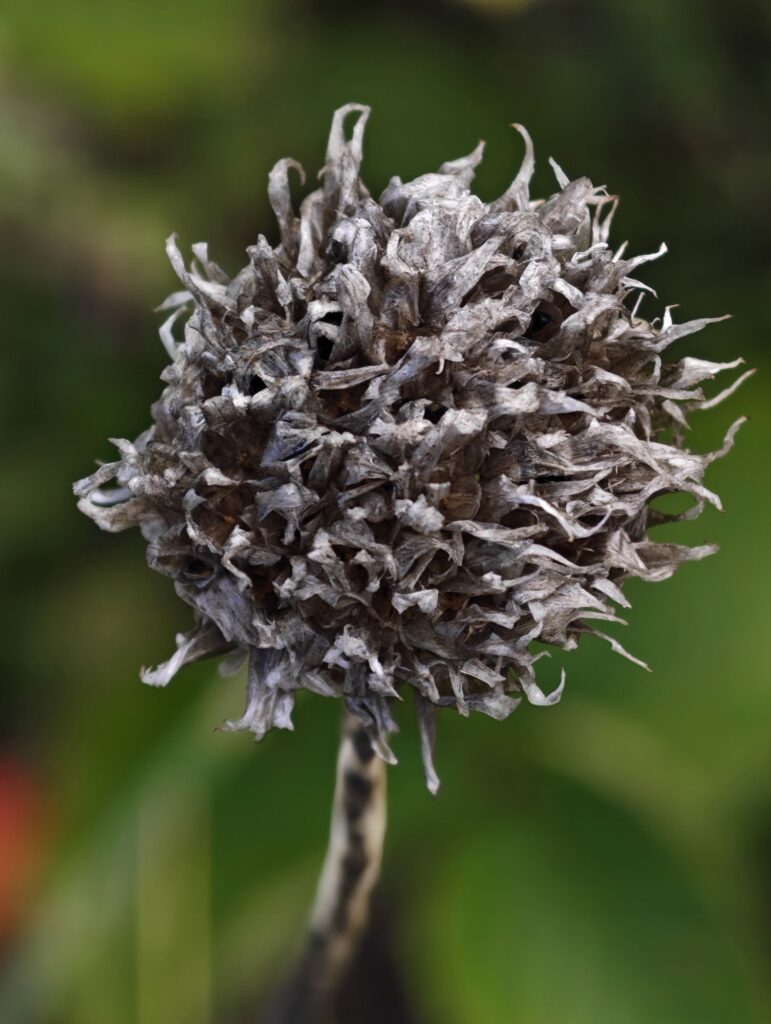 En grå blomst som har gjort sitt gjennom sommeren
