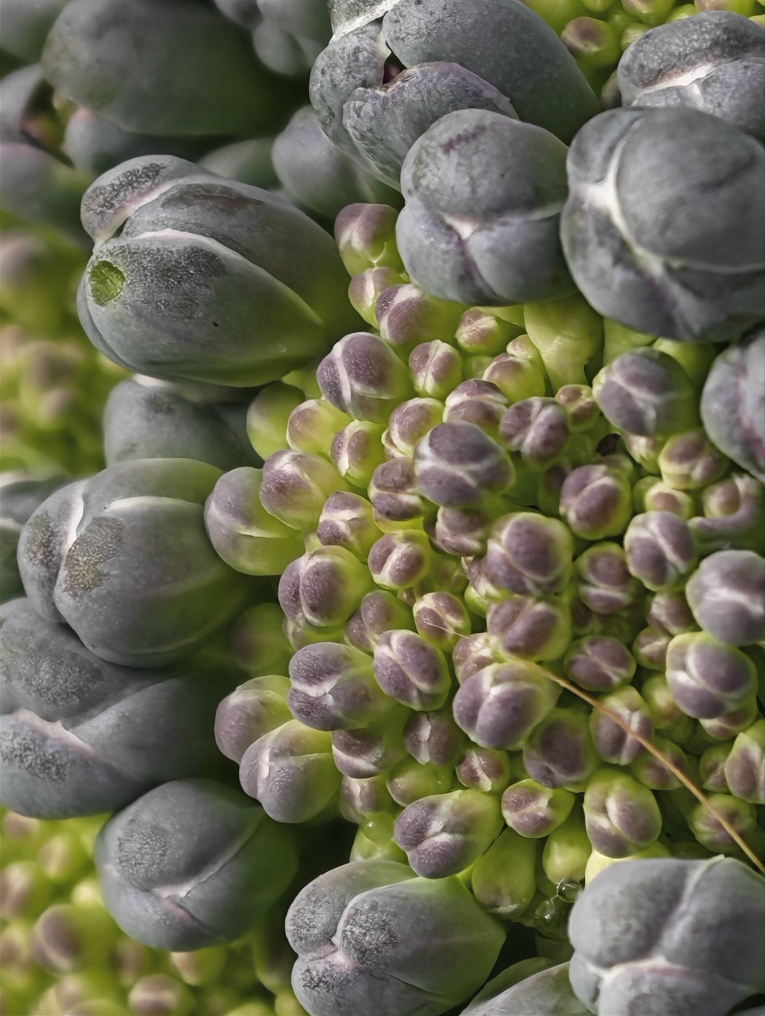En voksene ung broccoli