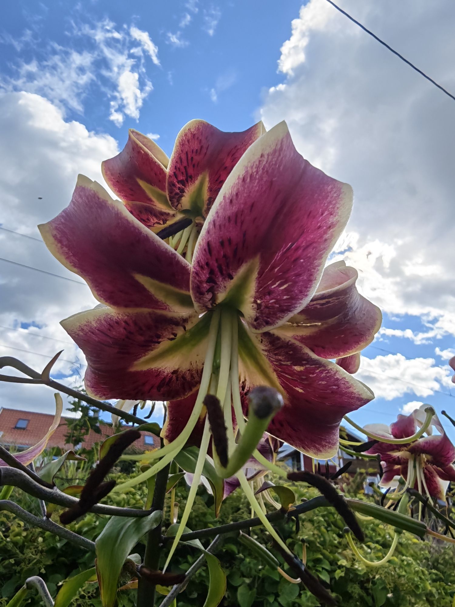 En spesiell blomstrende lilje, uvanlig i Norge. Kjent som purple Prince i utlandet. Har kun sett den i botanisk hage tidligere