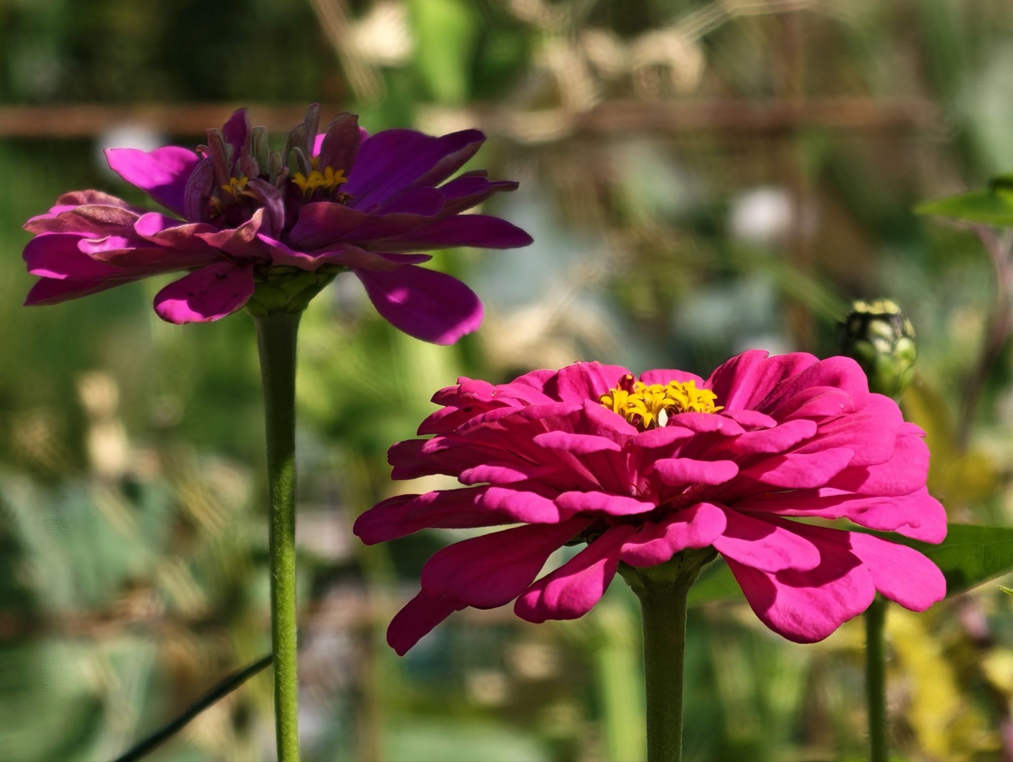 To frøken og dreng blomstrer